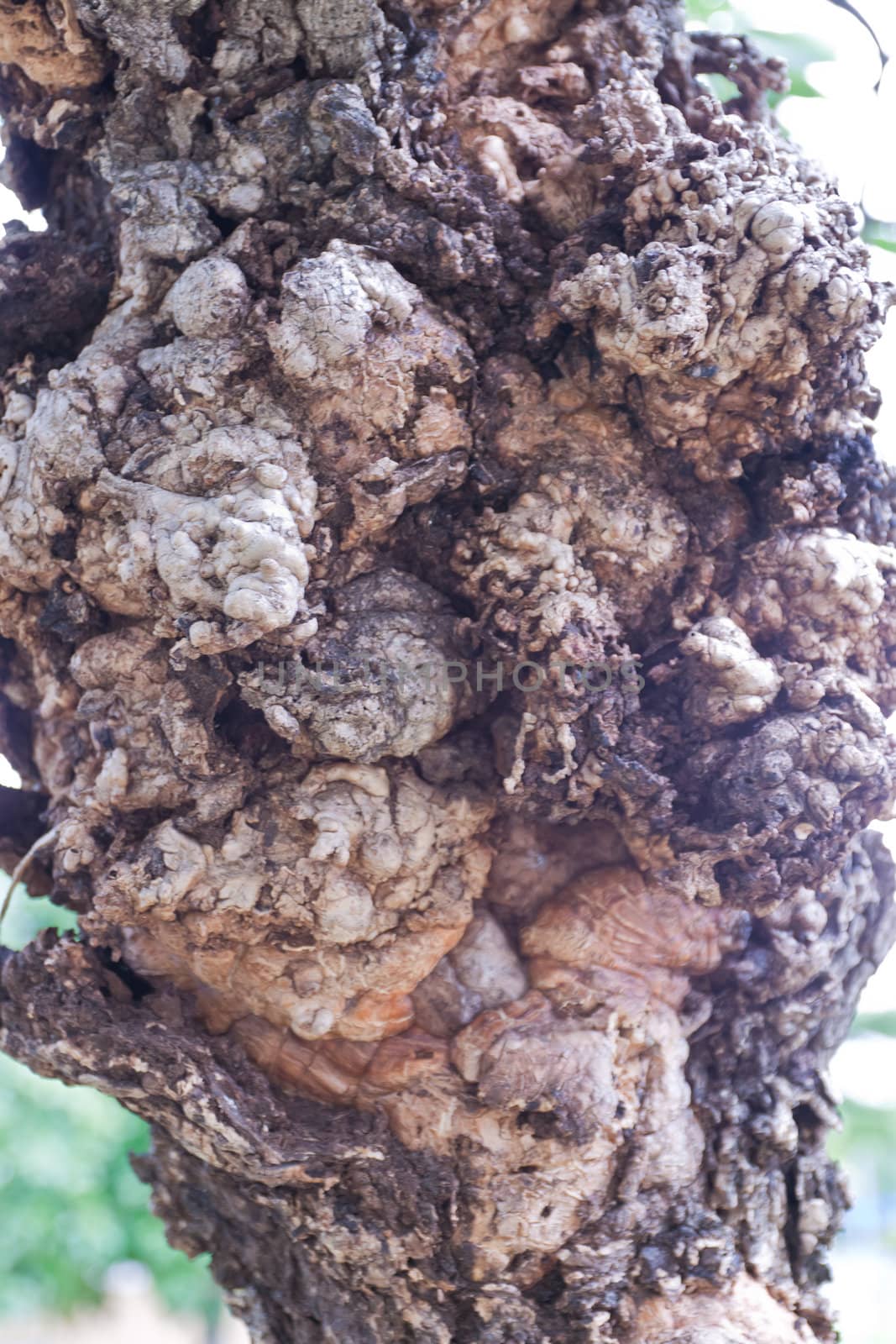 Tree bark, dry parts of the tree.