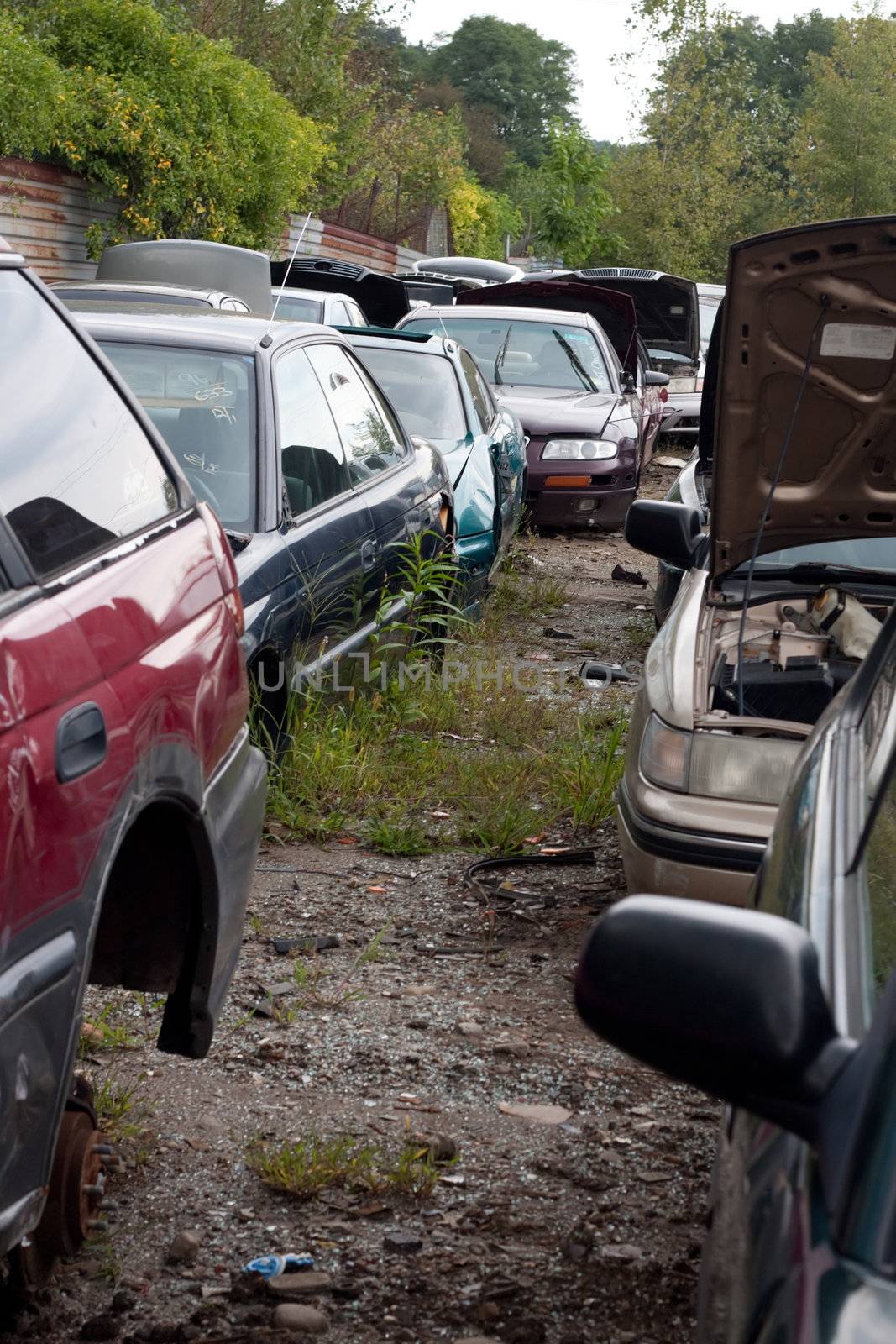 View of the rows of old junked cars in an automotive salvage yard. 