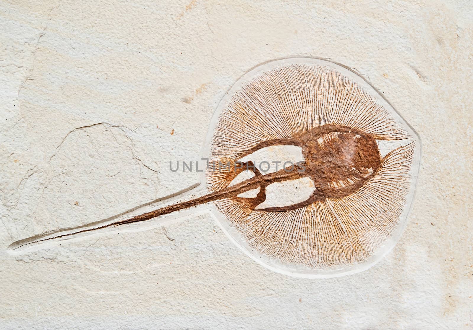 Fossils of a prehistoric electric fish