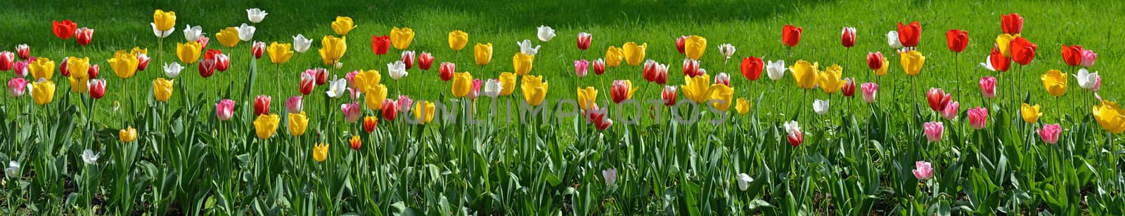 Many tulips as floral wide angle view panorama