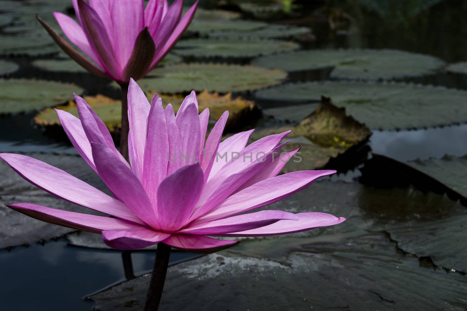 Nimphaea in Toba Lake. by GNNick