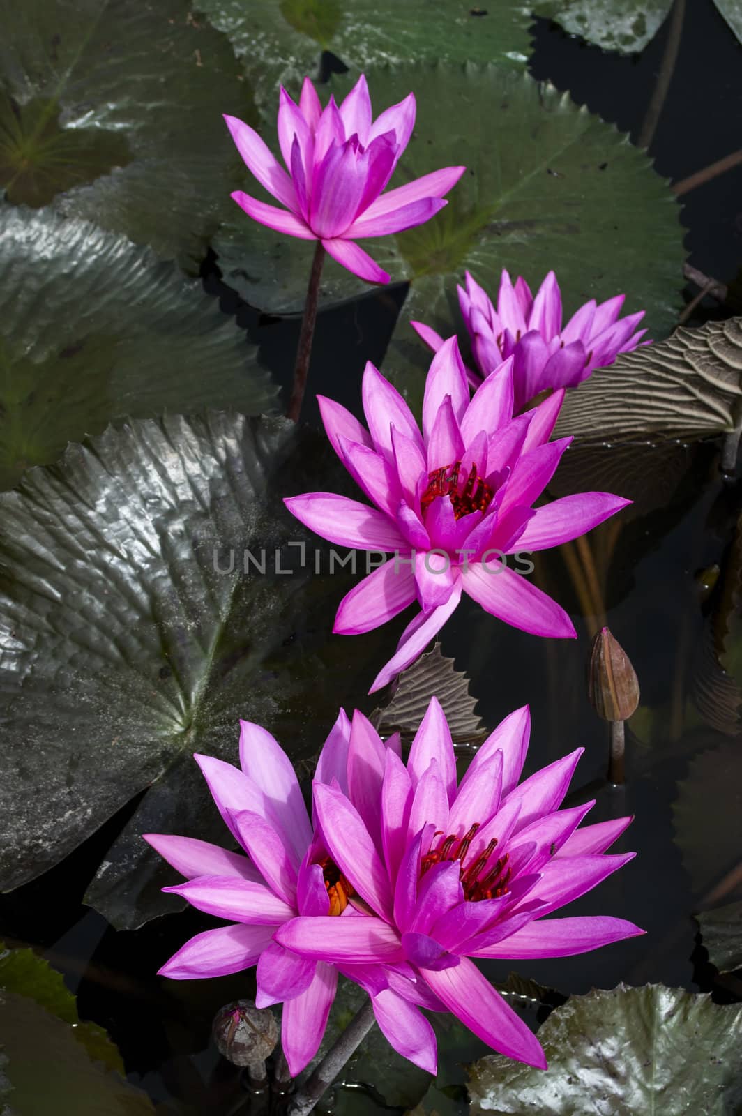 Nimphaea in Lake Toba. North Sumatra, Indonesia.