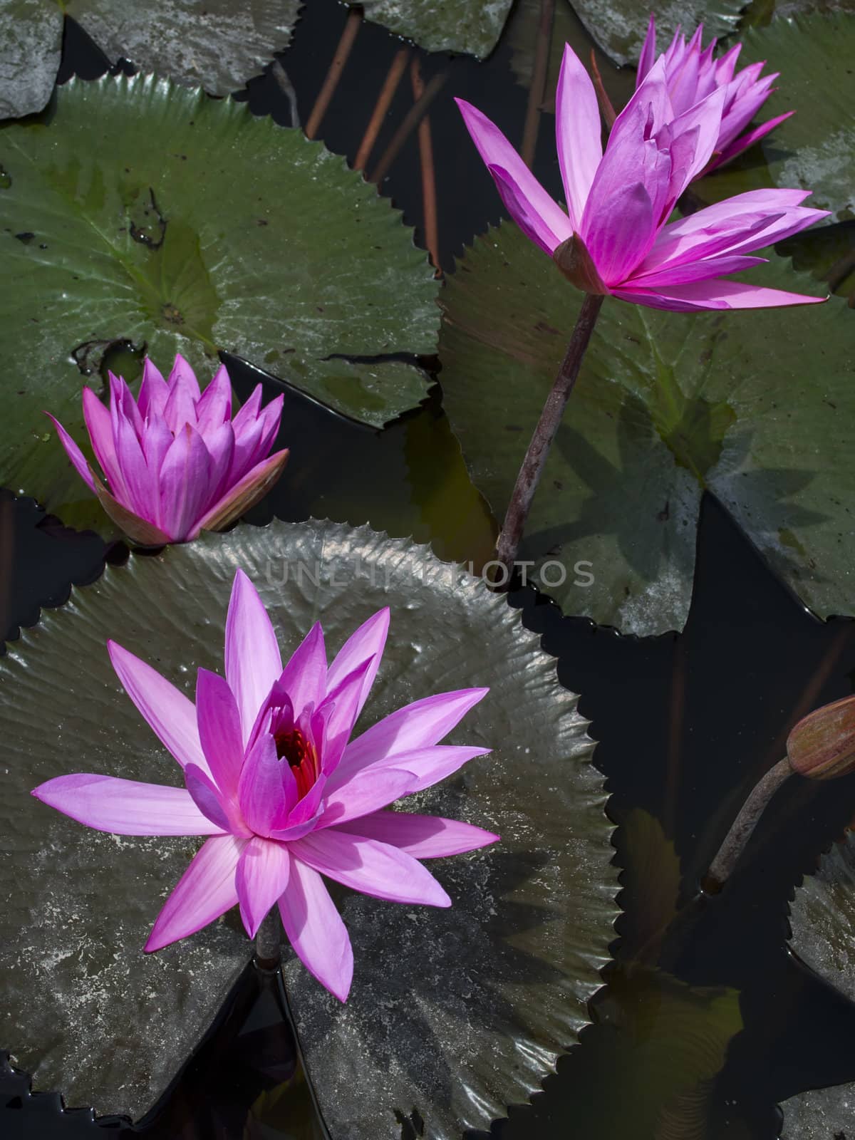 Flowers of Nimphaea in Lake Toba. North Sumatra, Indonesia.