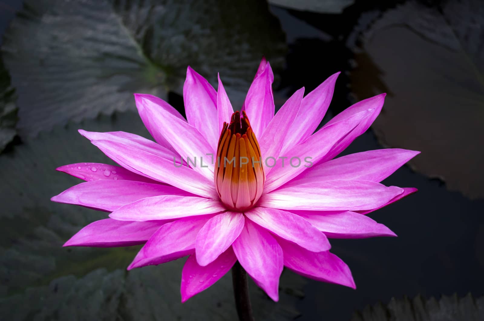 Nimphaea. North Sumatra, Indonesia. by GNNick