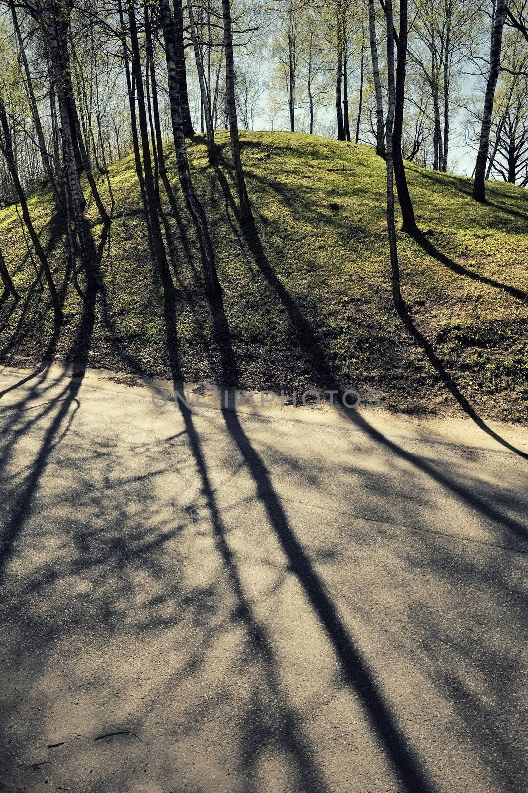 Trees on a hill casting shadows on a road