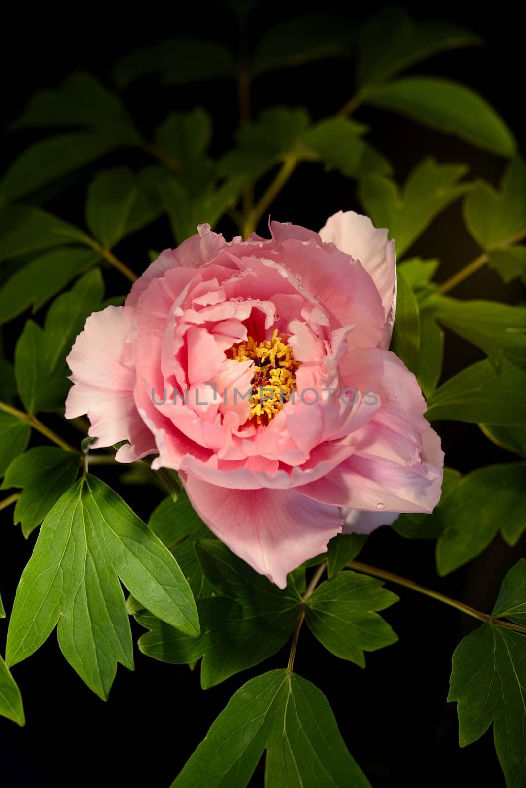 A beautiful pink peony on a green background