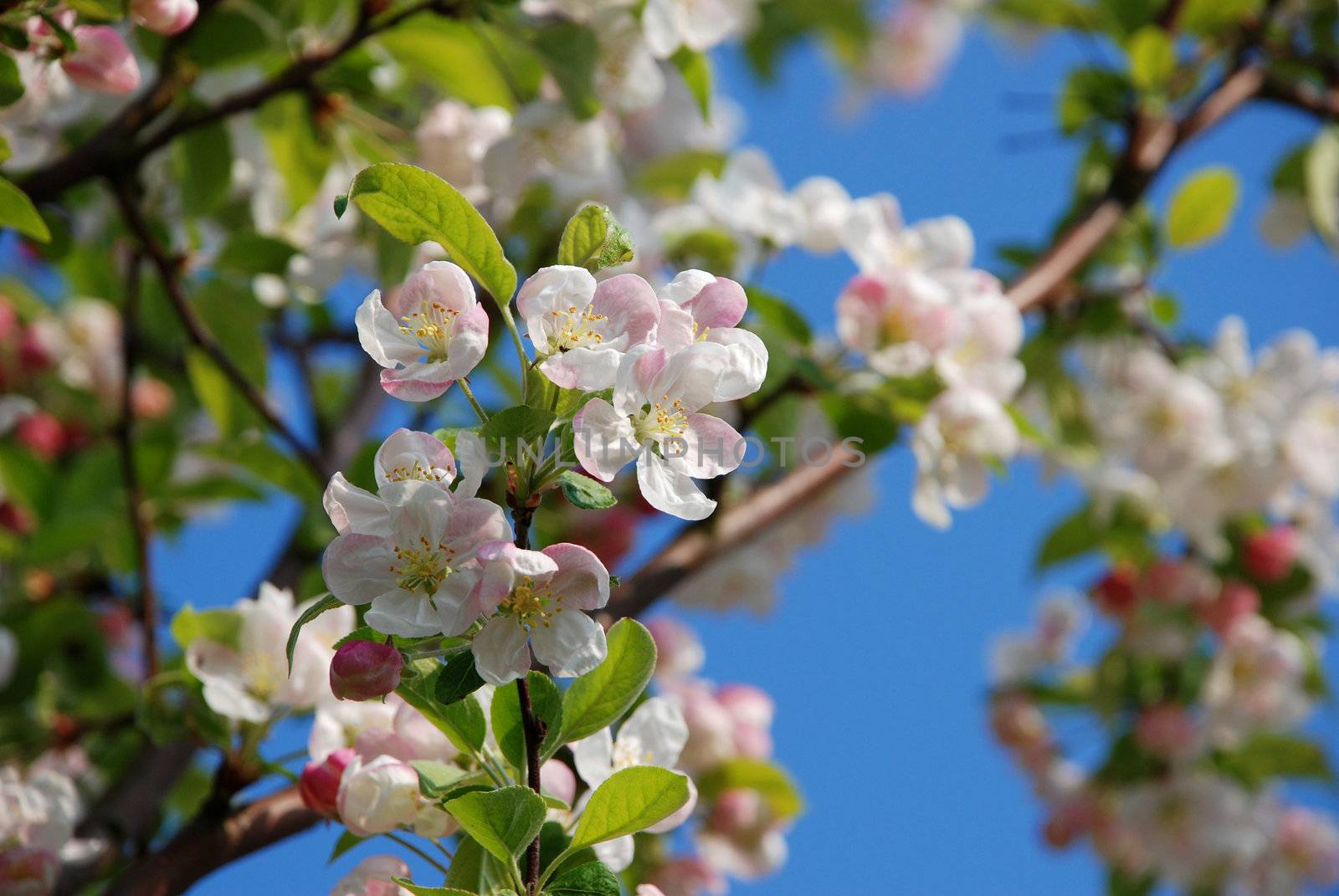 Blossom on the branch of a crab apple tree in sunshine