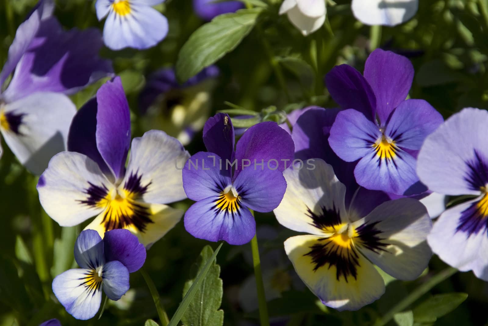 Pansy by Mags