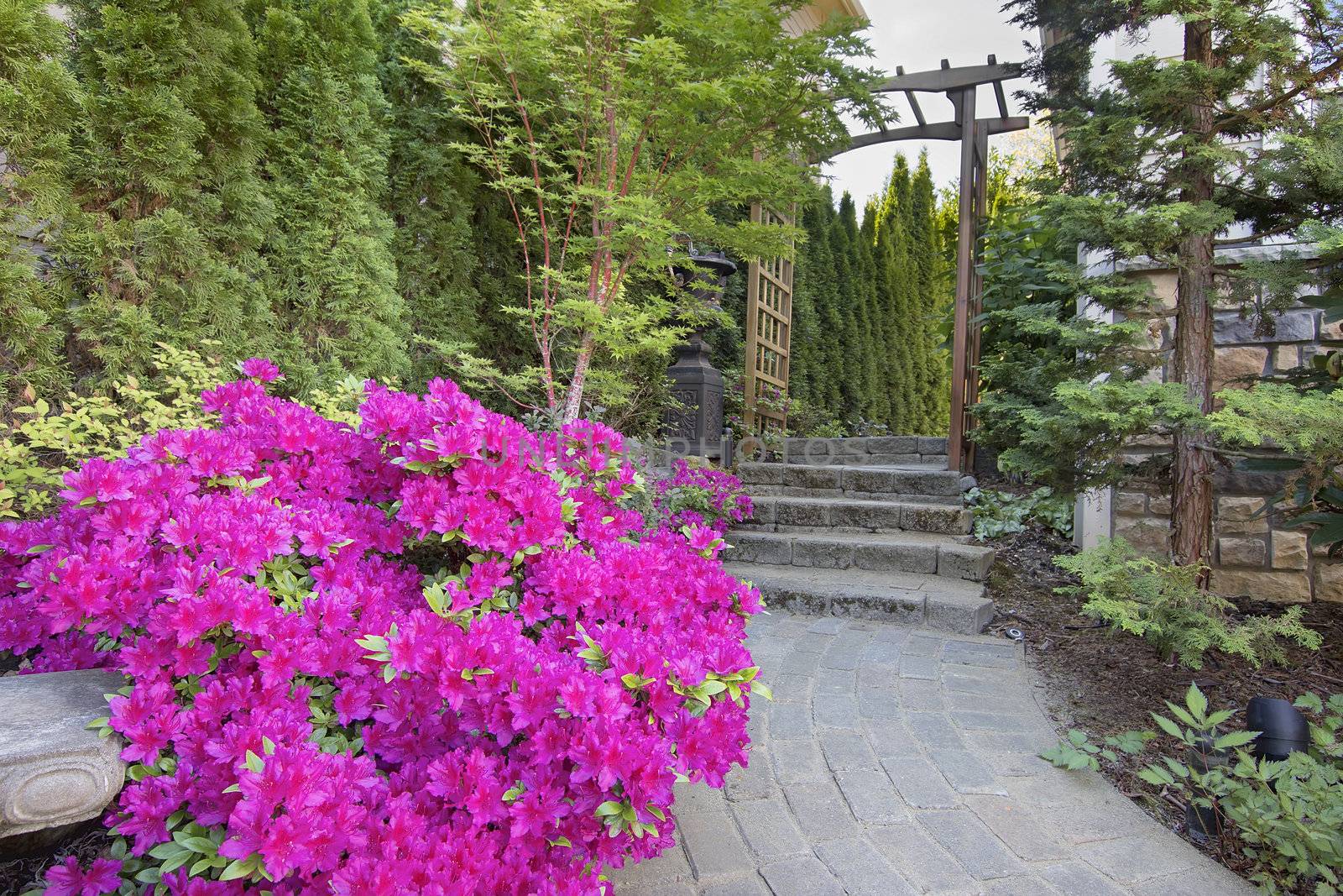 Pink Azaleas Blooming in Spring Along Garden Brick Paver Path with Wood Arbor