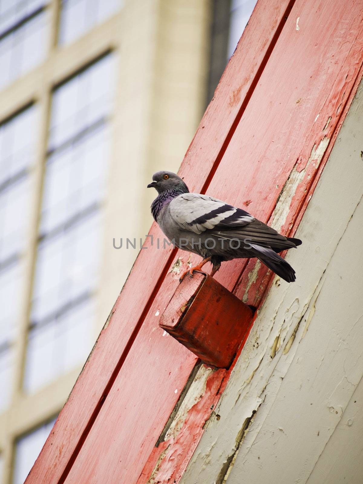 Grey city pigeon on the roof  by siraanamwong