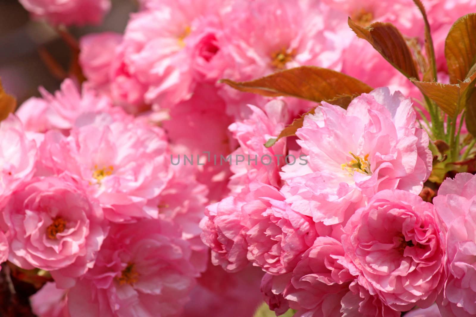 japanese cherry tree blossom by romantiche