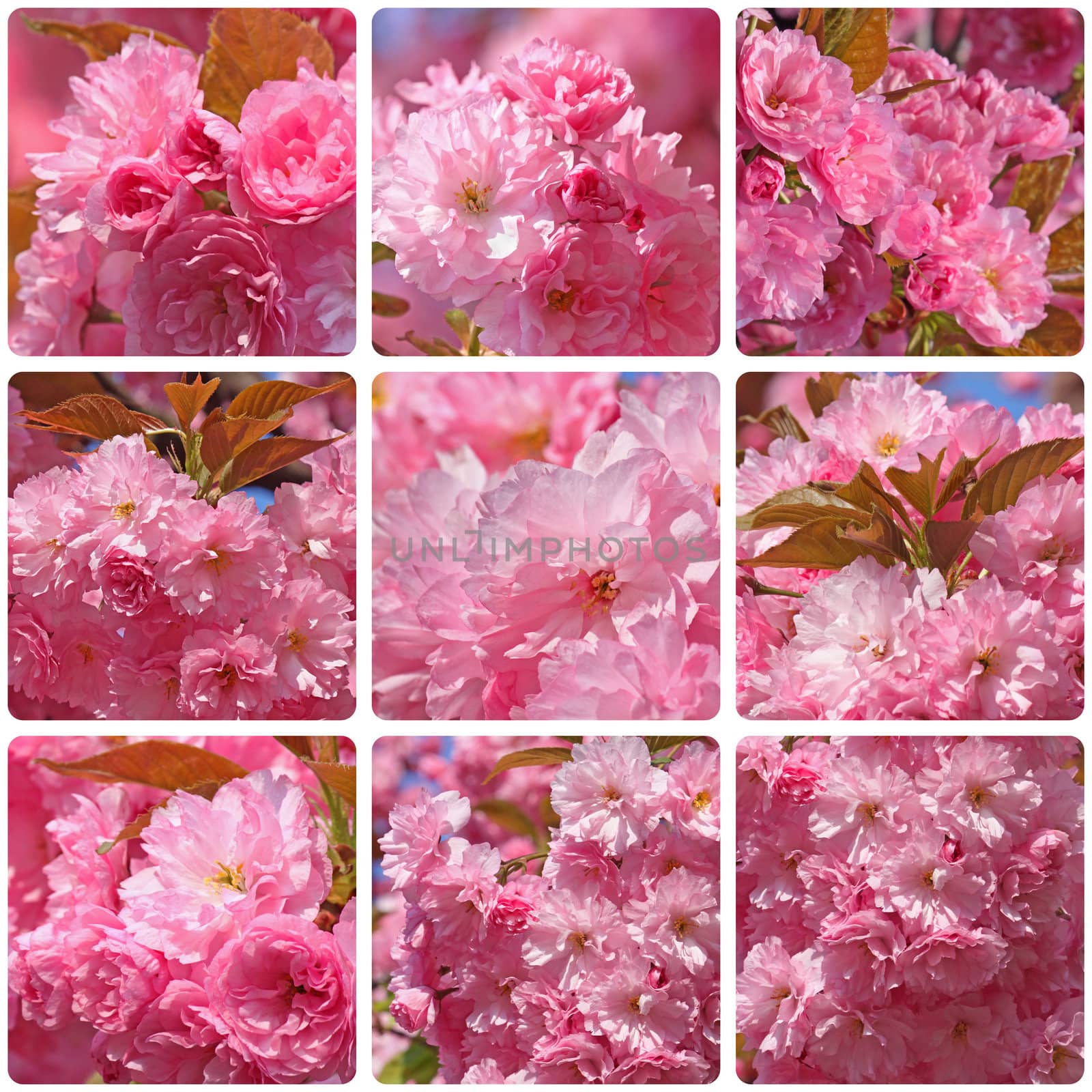 collage with photos of pink japanese cherry tree blossom
