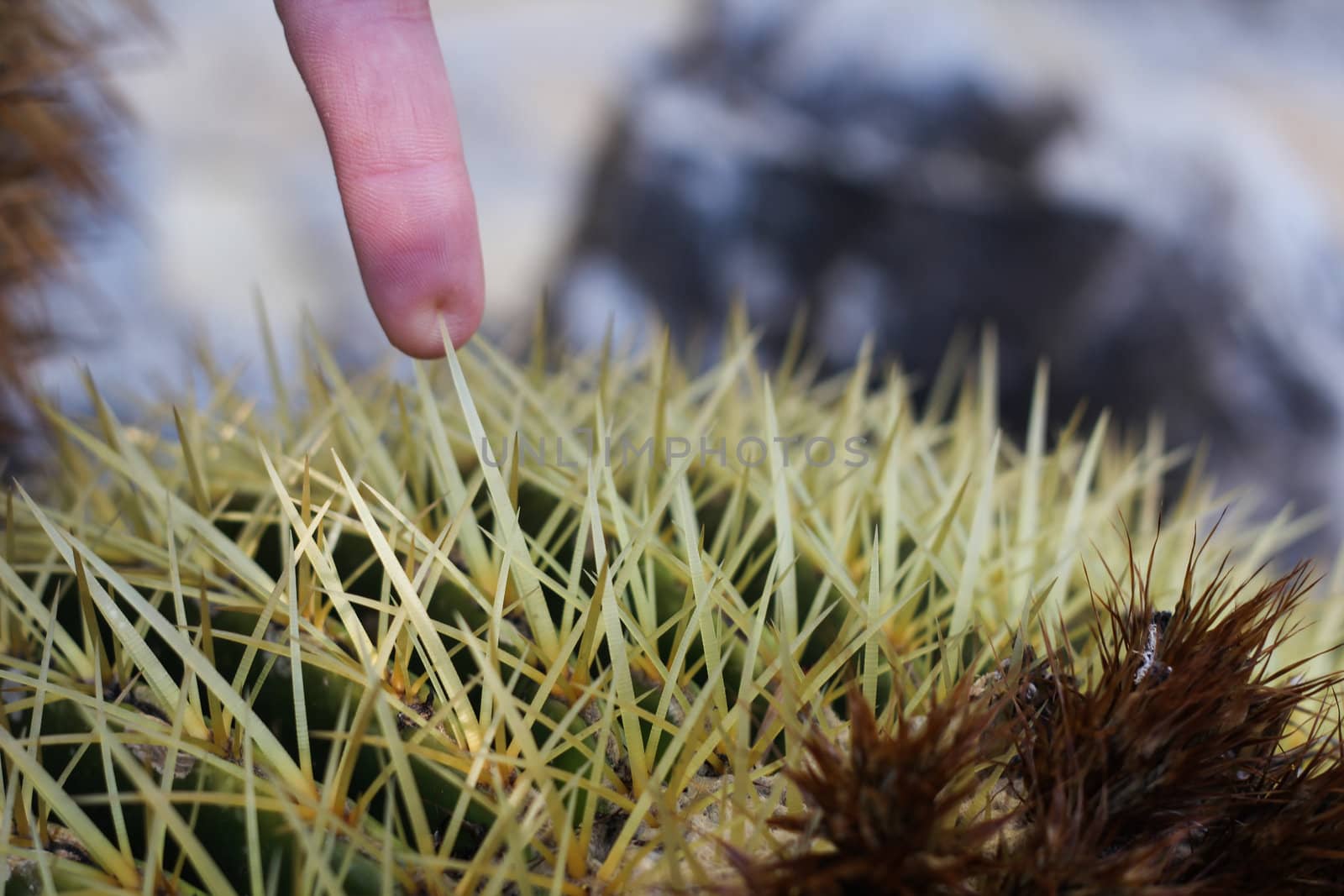 �Finger getting pricked by a cactus thorn