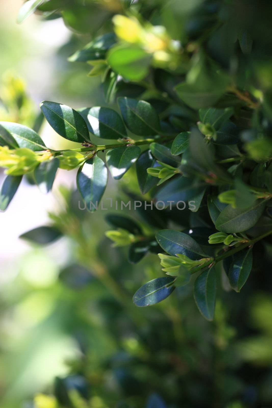 Healthy plants growing in a close up image