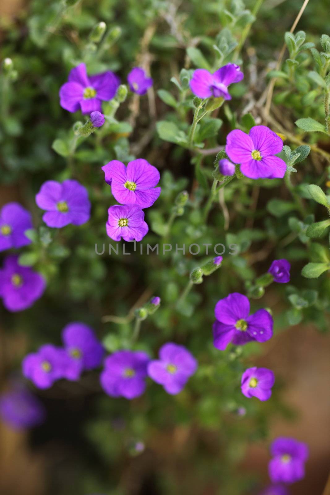 Purple small flower against the blurred background