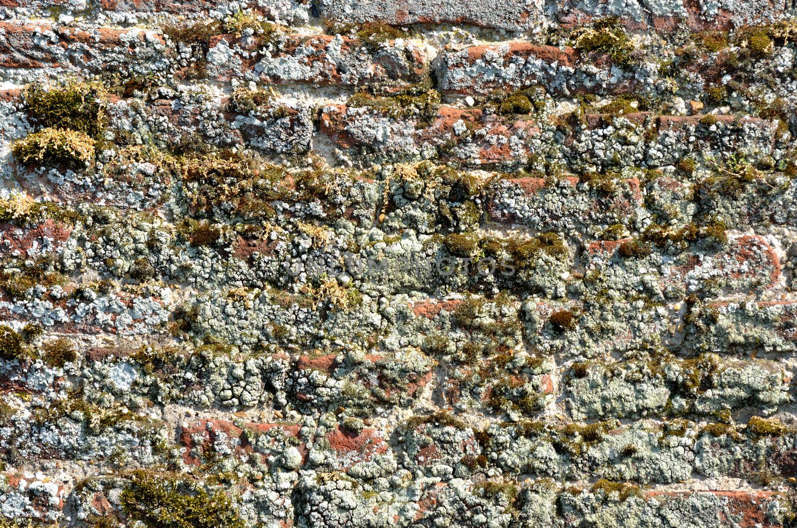 Ancient Wall with Moss