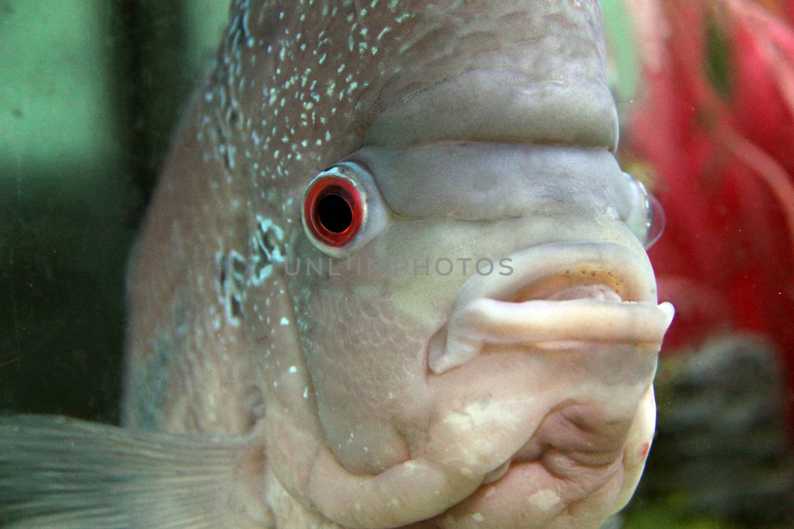 Aquarium Redhead cichlid (Geophagus steindachneri) closeup