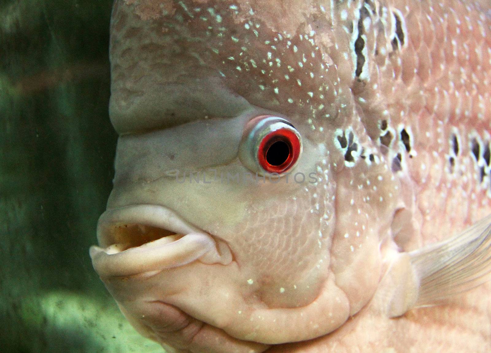 Aquarium Redhead cichlid (Geophagus steindachneri) closeup