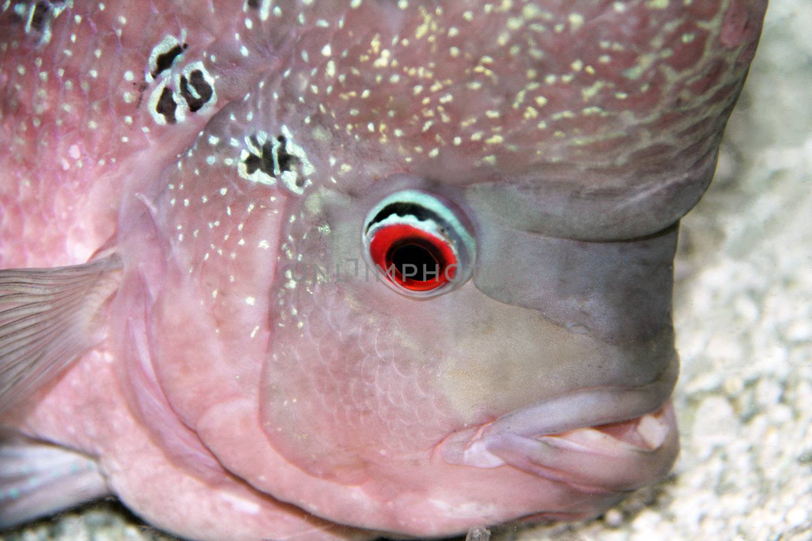 Aquarium Redhead cichlid (Geophagus steindachneri) closeup