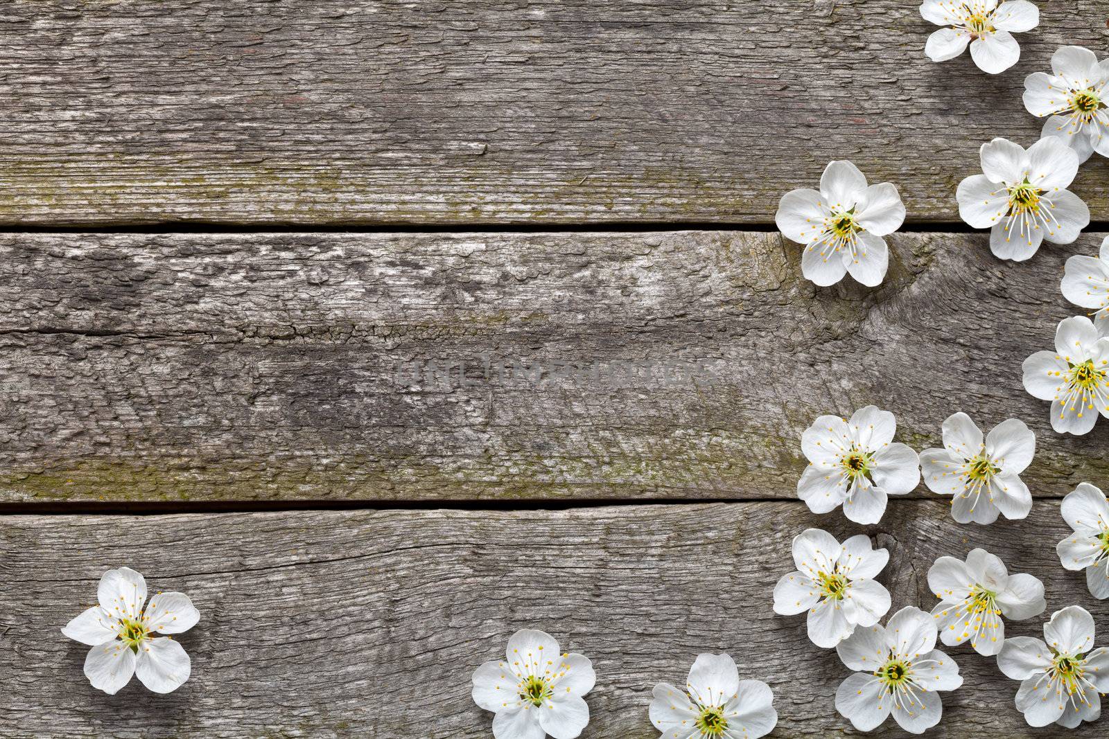 Spring background. Cherry flowers on wood. Top view