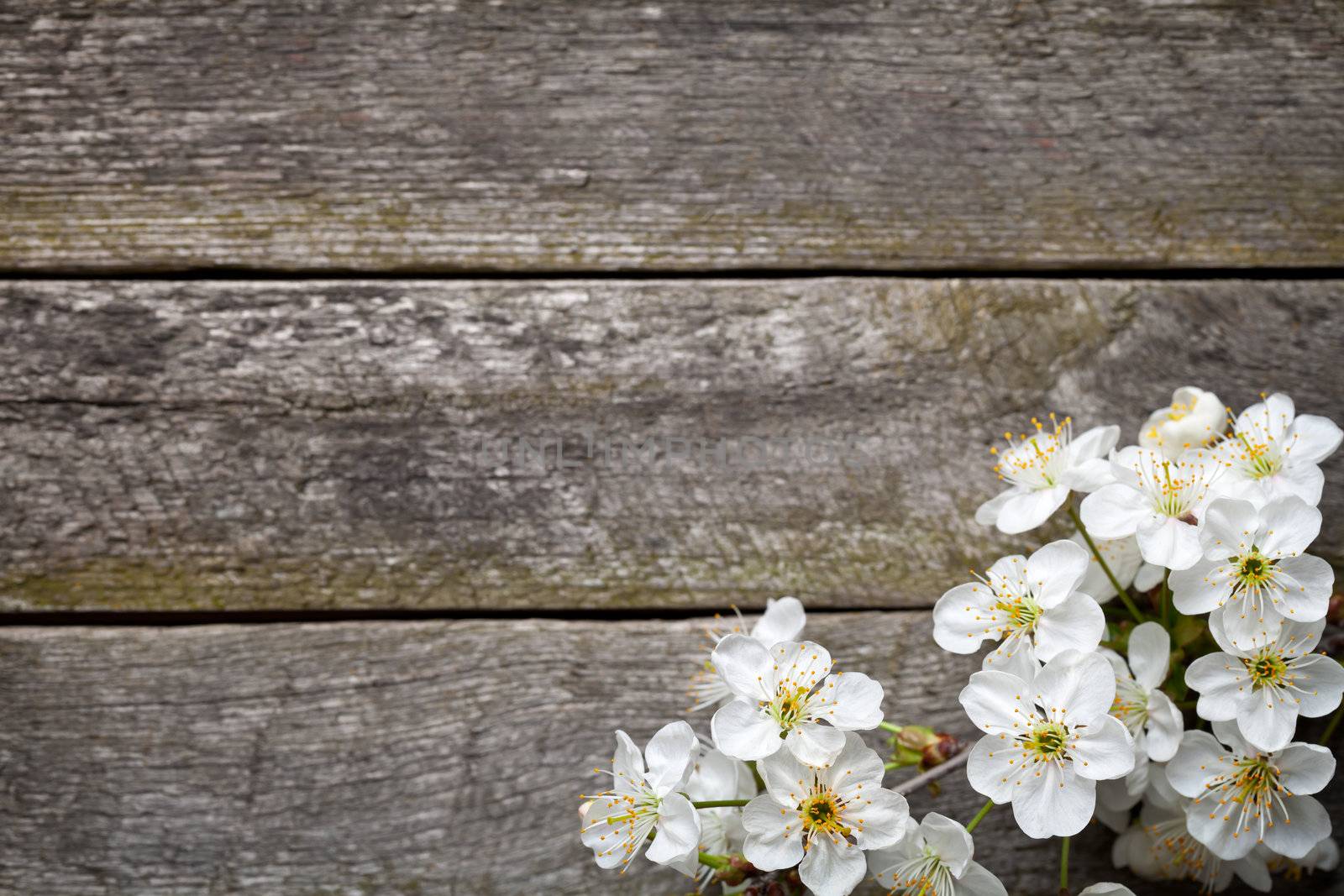 Spring background with cherry flowers on wooden table. Top view