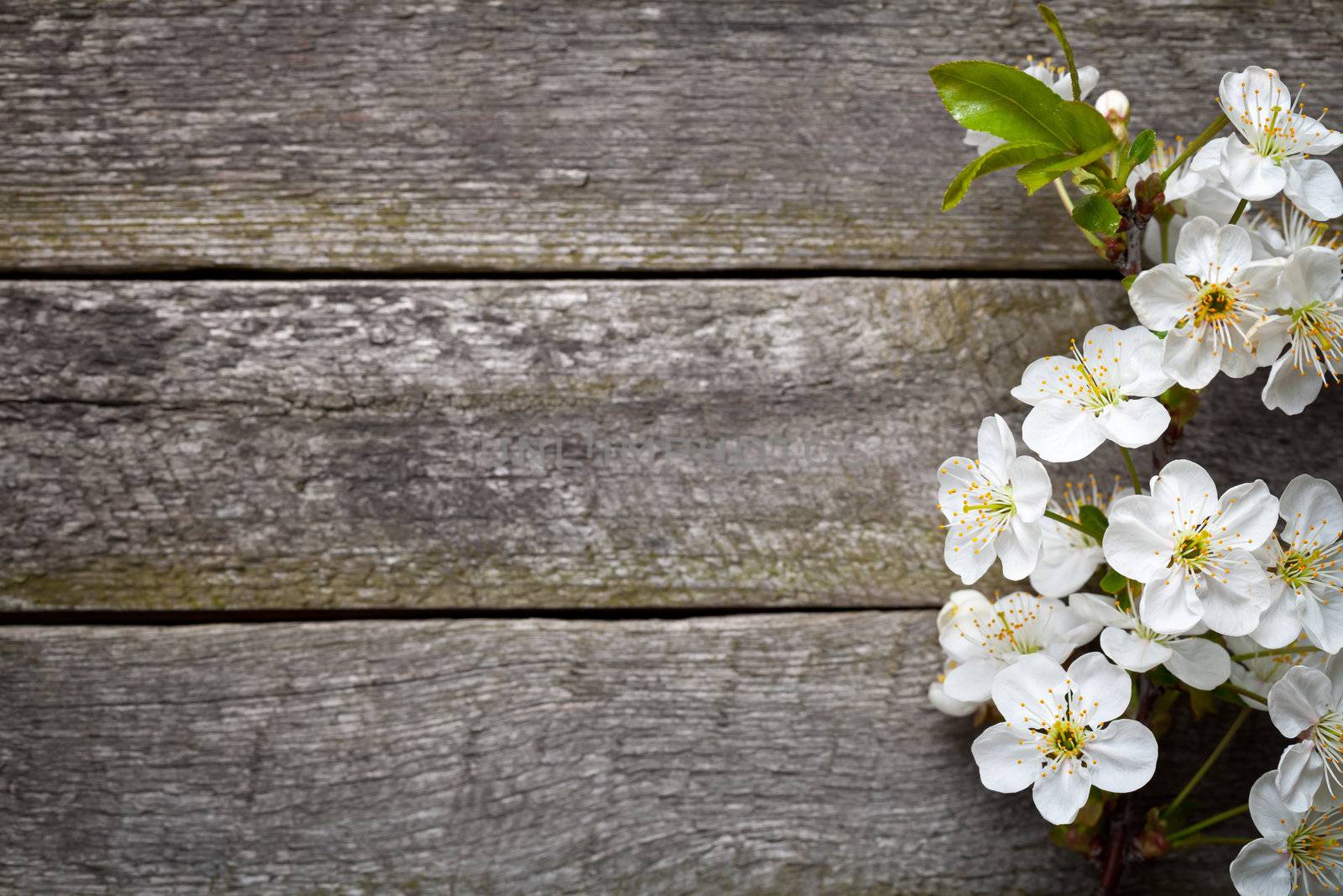 Spring flowers on wood background. Cherry blossom. Top view