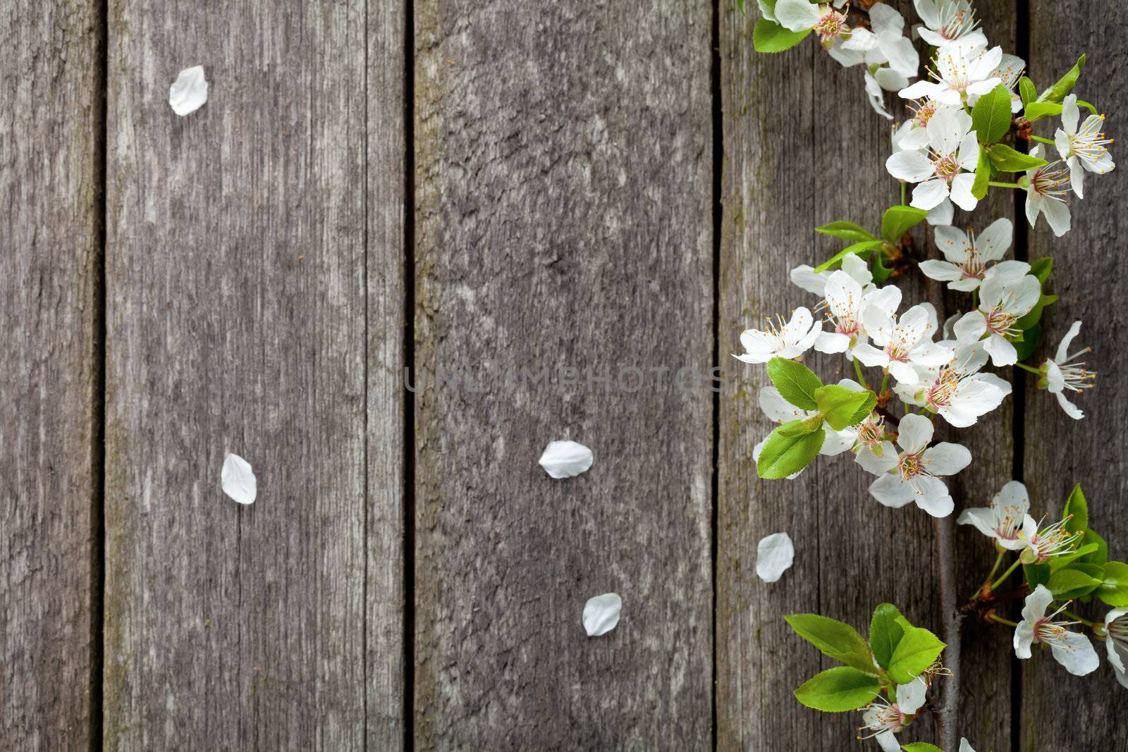 Spring Flowers by bozena_fulawka