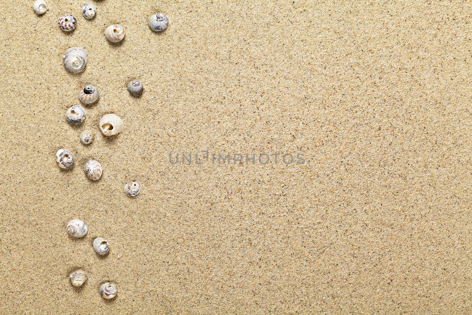Sea shells on sand background. Summer beach concept with copy space. Top view