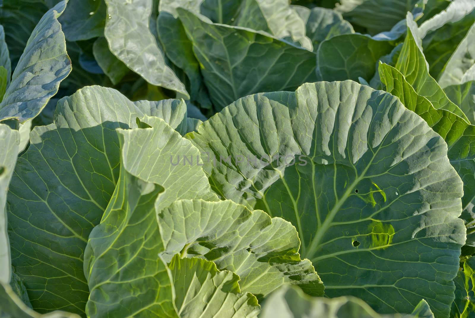 green cabbage in the salad