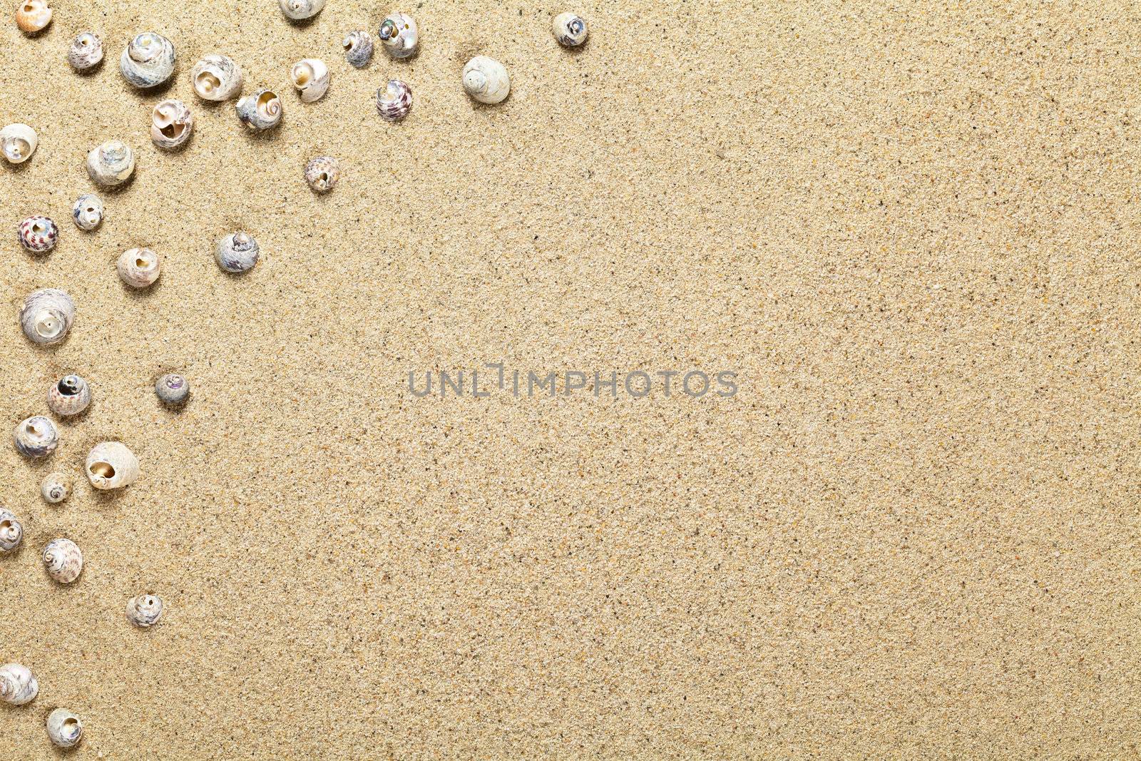 Shells On Sand by bozena_fulawka