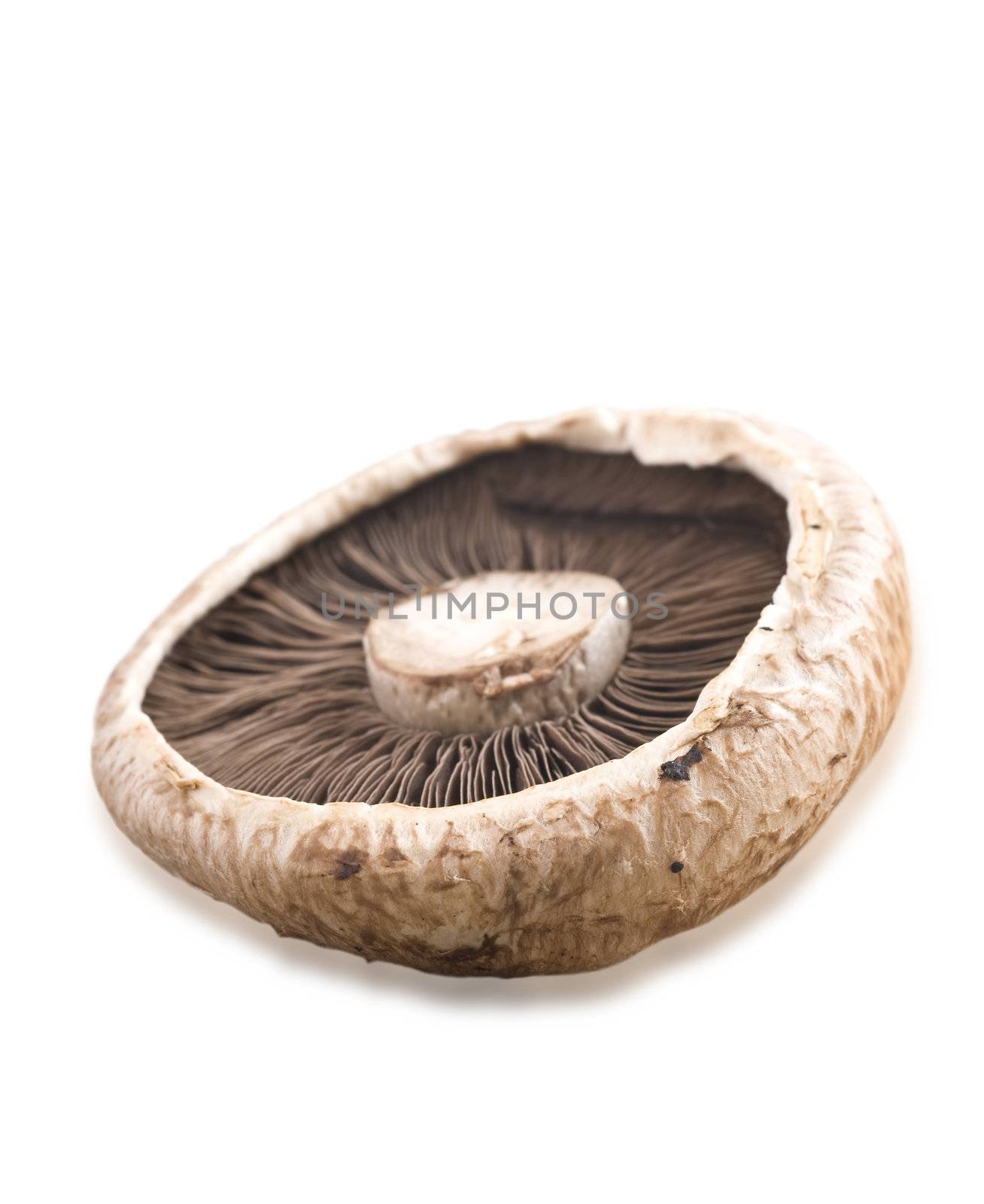 Healthy fresh mushrooms with very shallow depth of field