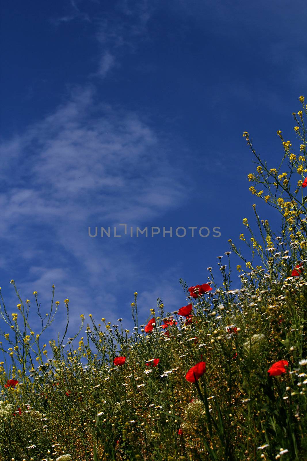 wild flowers and blue sky meadow