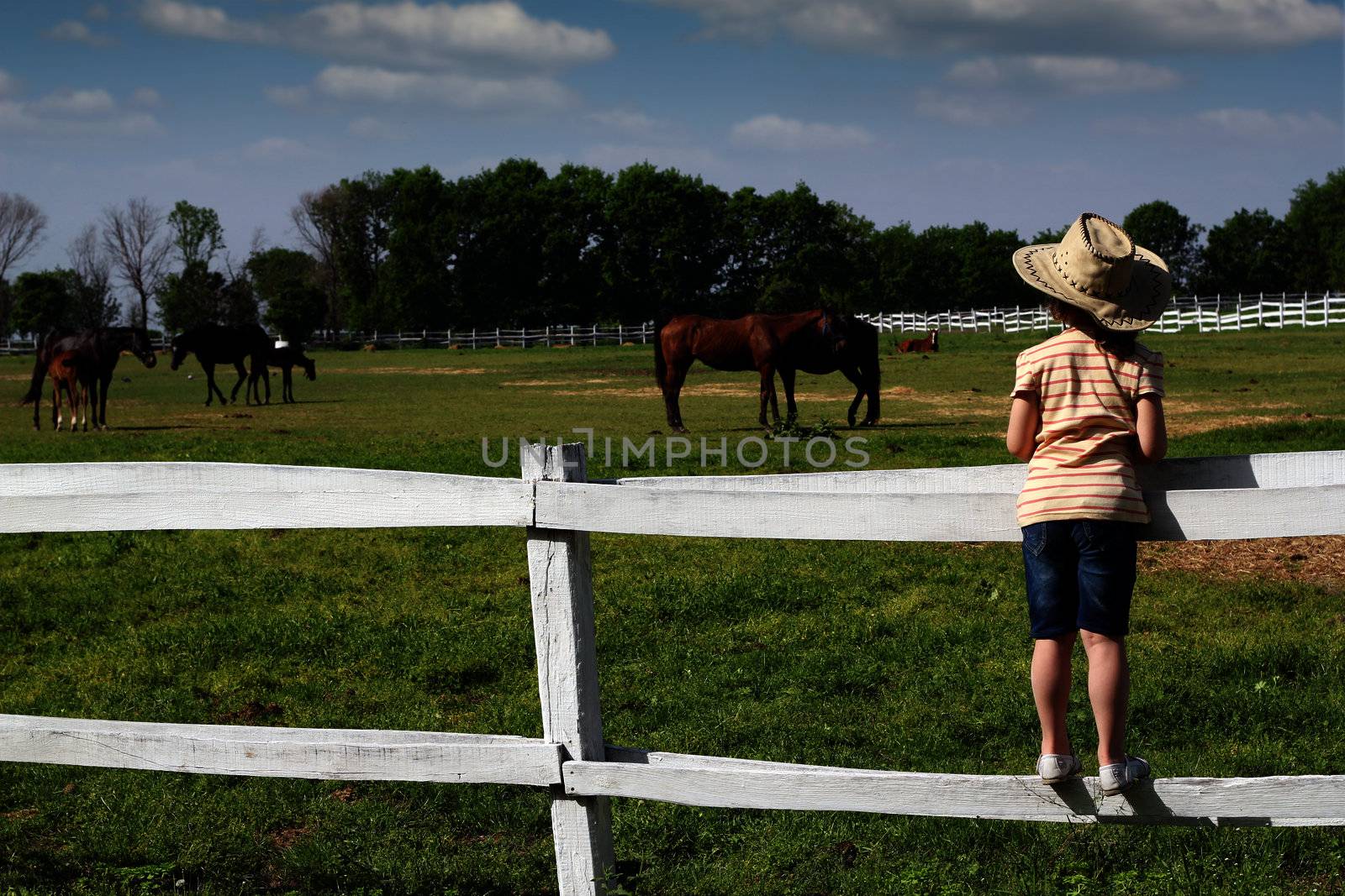child standing on the corral and watching horses