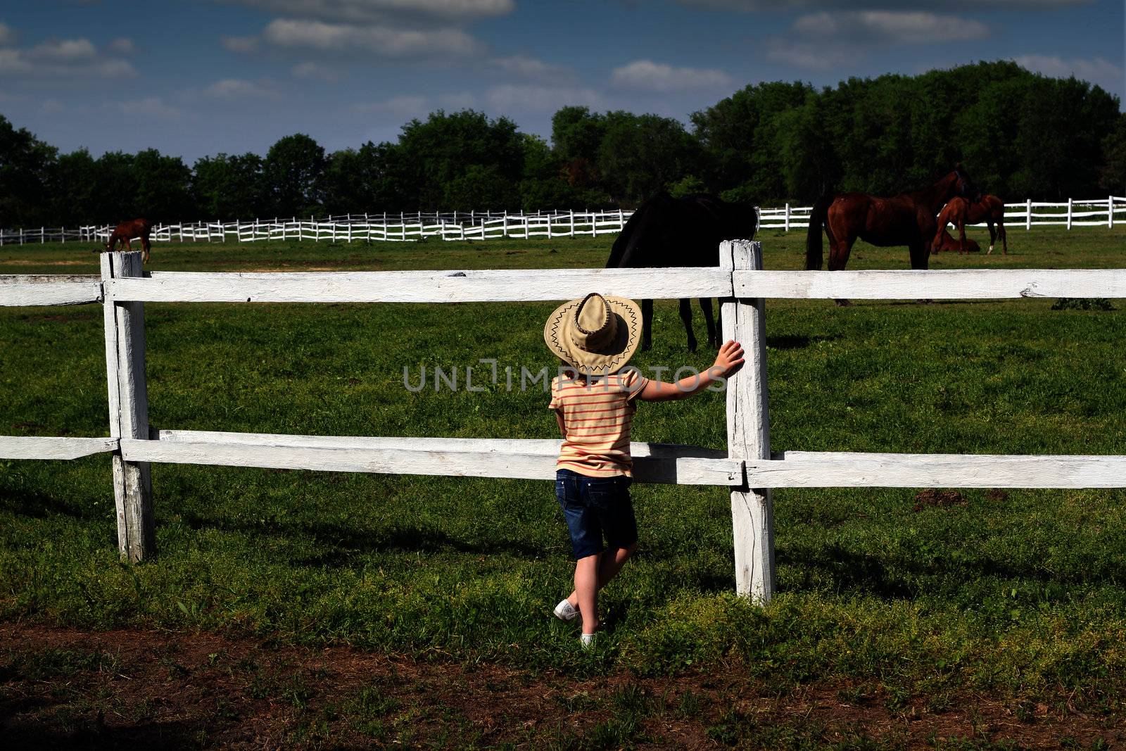 child watching the horses on the farm 