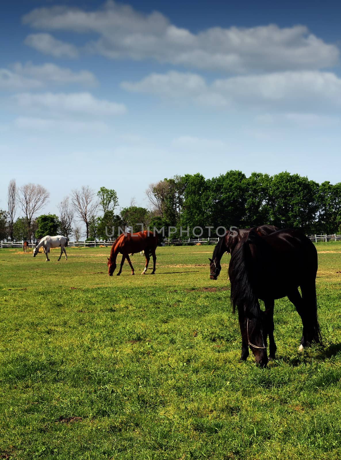herd of horses ranch scene by goce