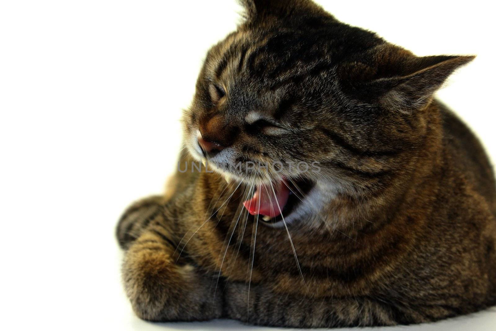 tabby cat yawning against white background