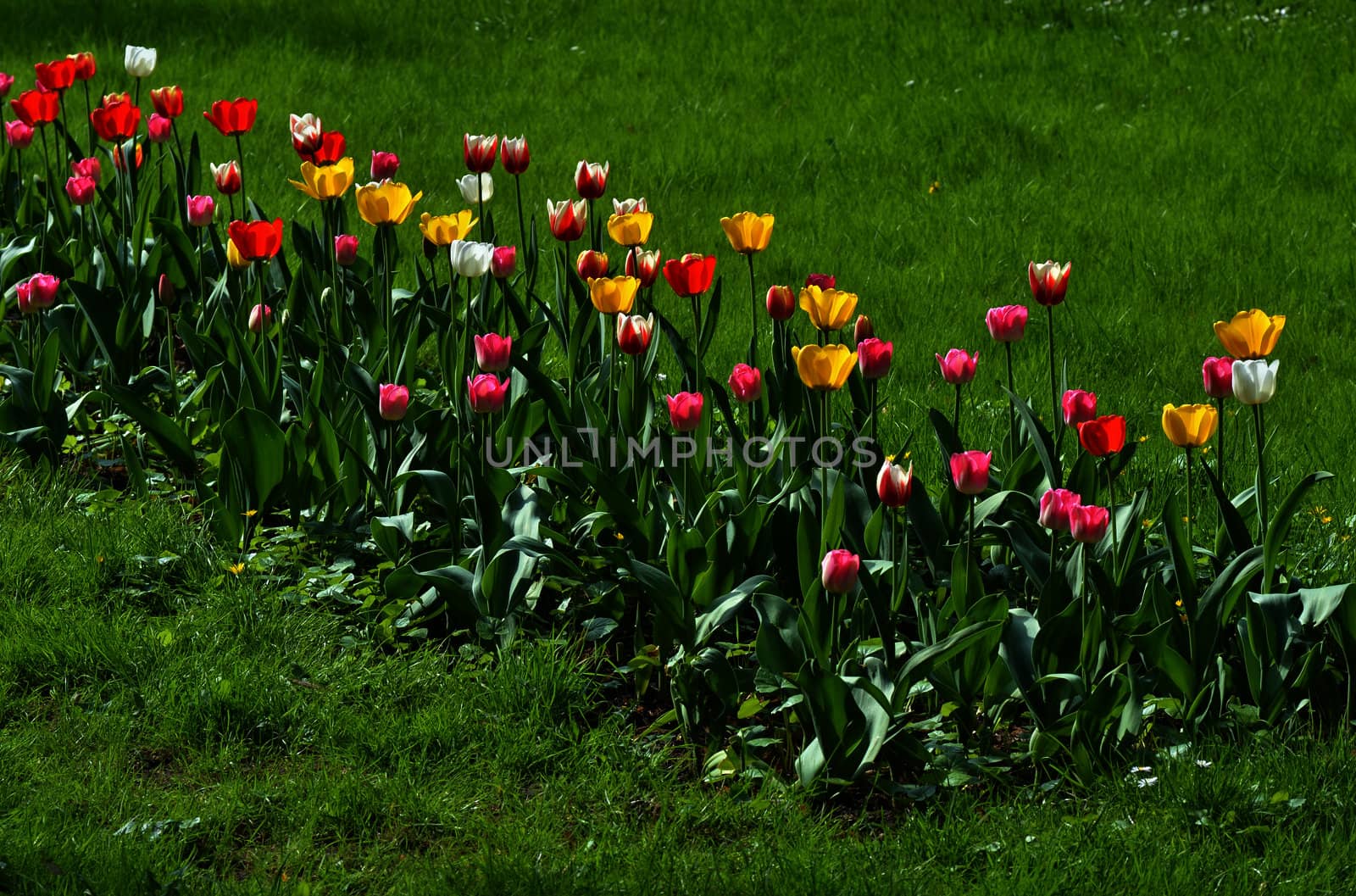 A lot of blooming tulips in the park