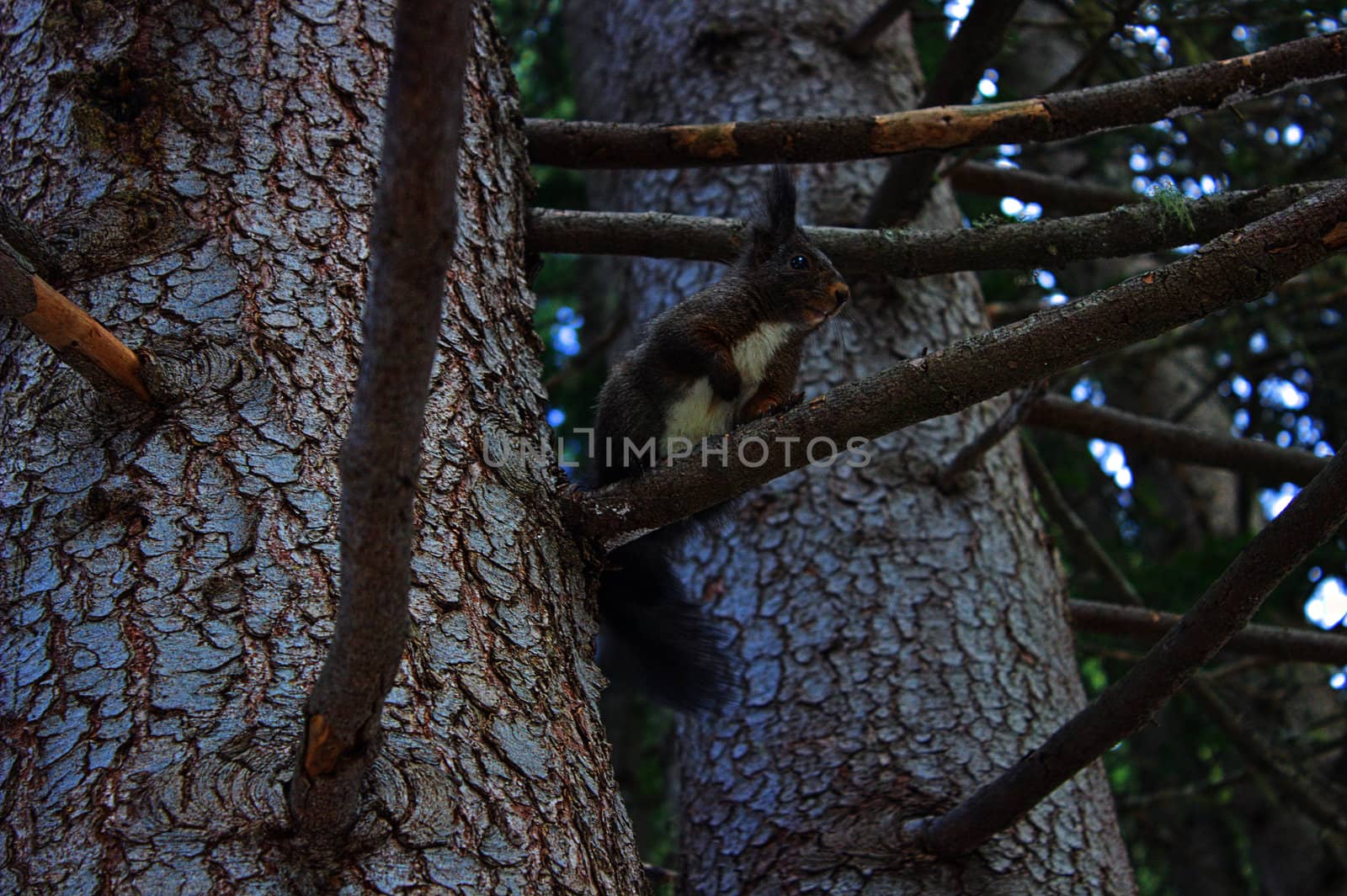 Curious squirrel on tree by diaboloo