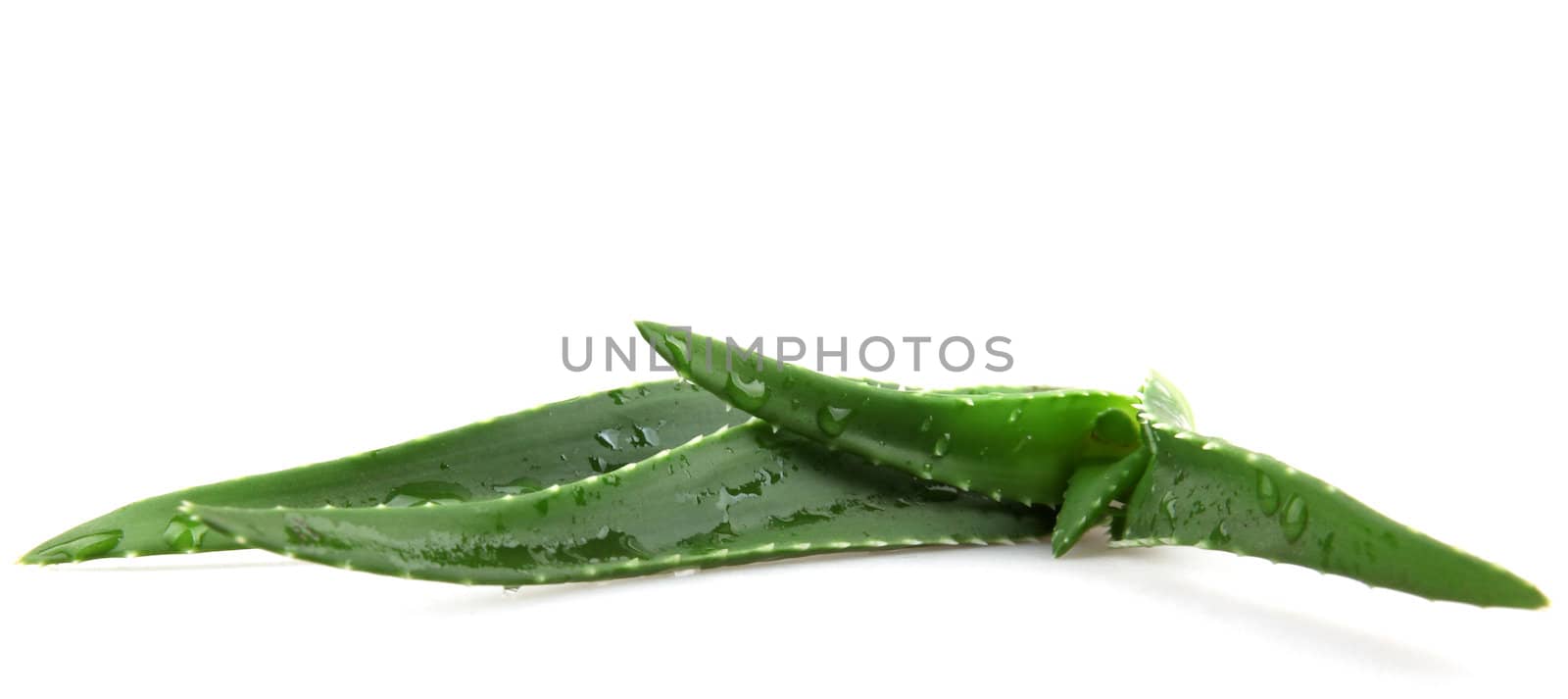 Aloe vera.