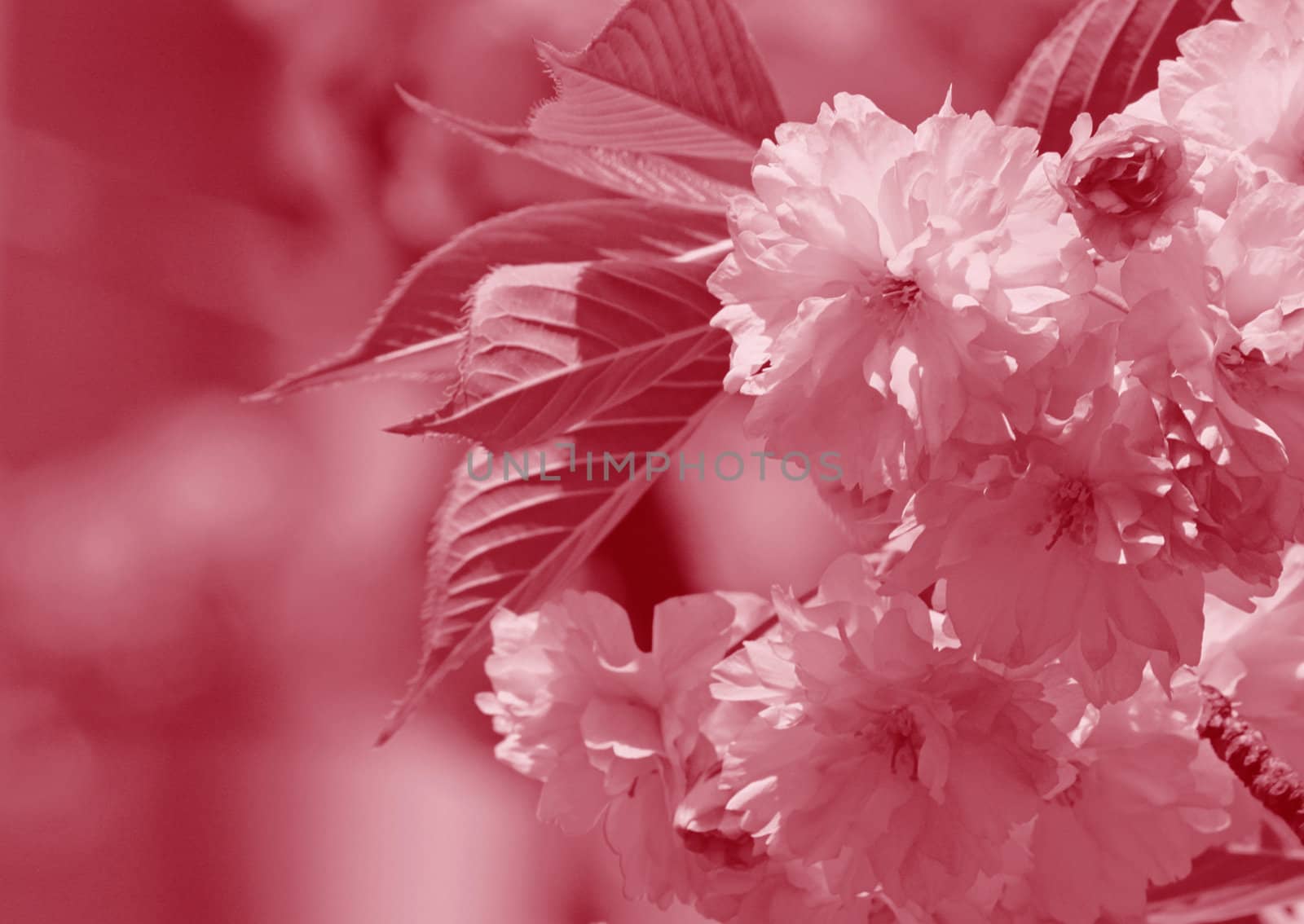 cherry tree blossom by romantiche