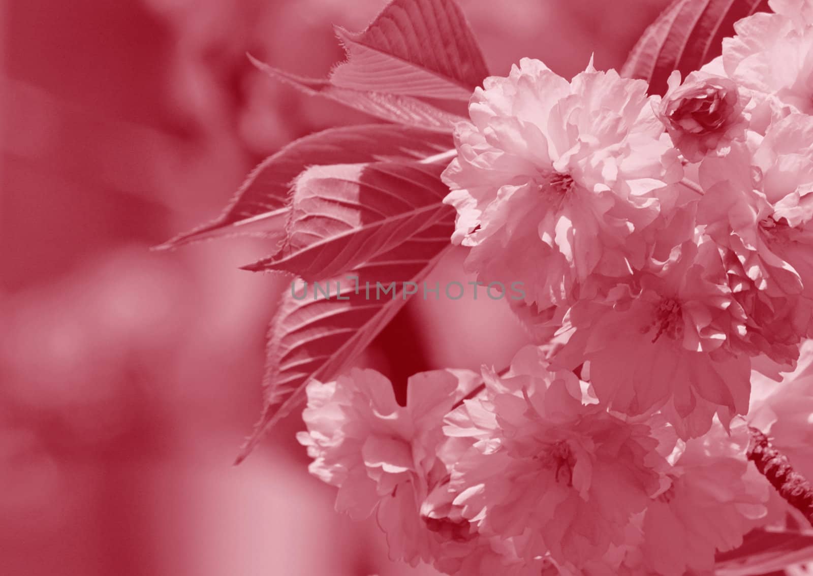 cherry tree blossom background