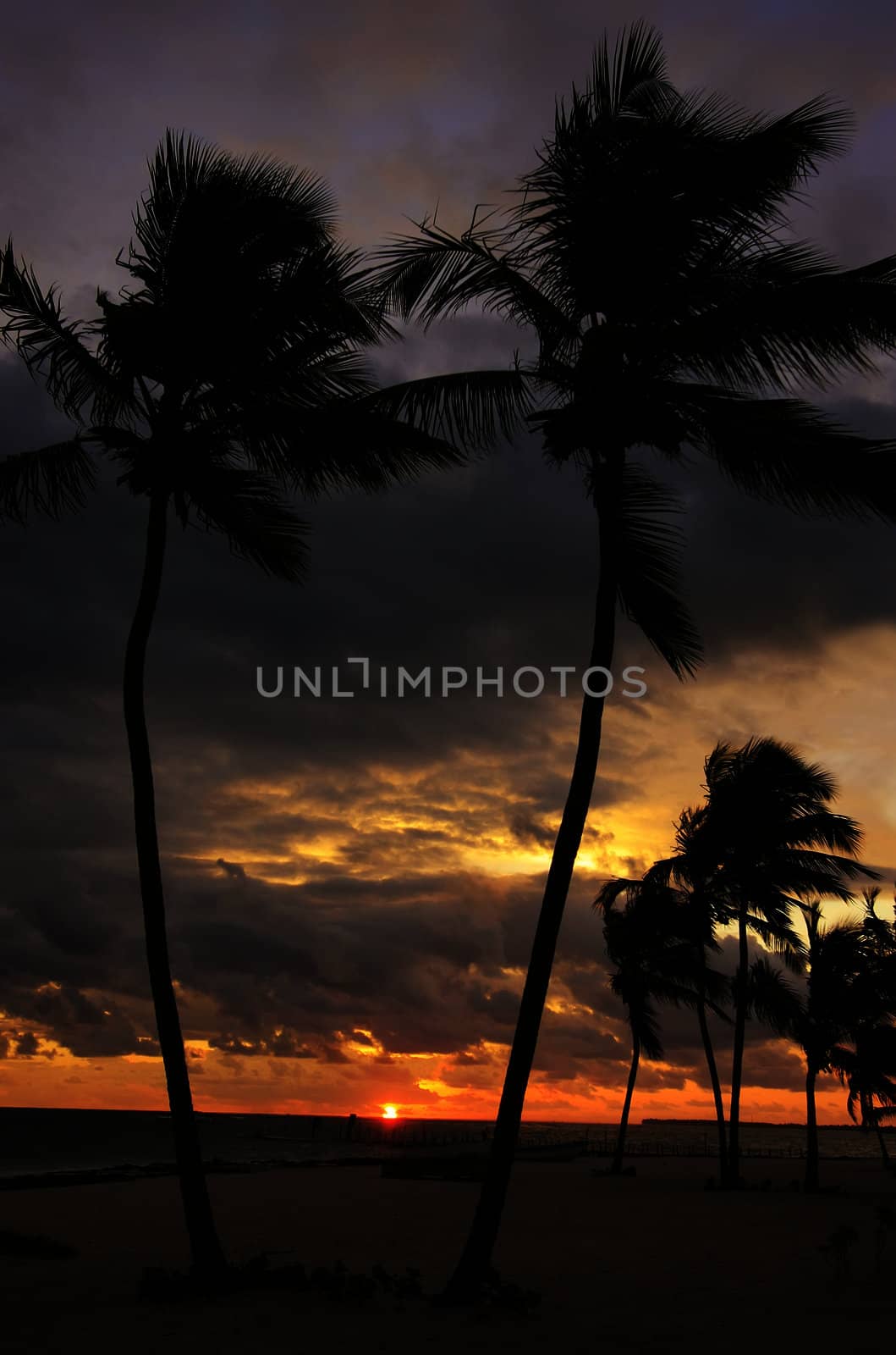 Silhouettes of palm trees on a tropical beach at sunrise