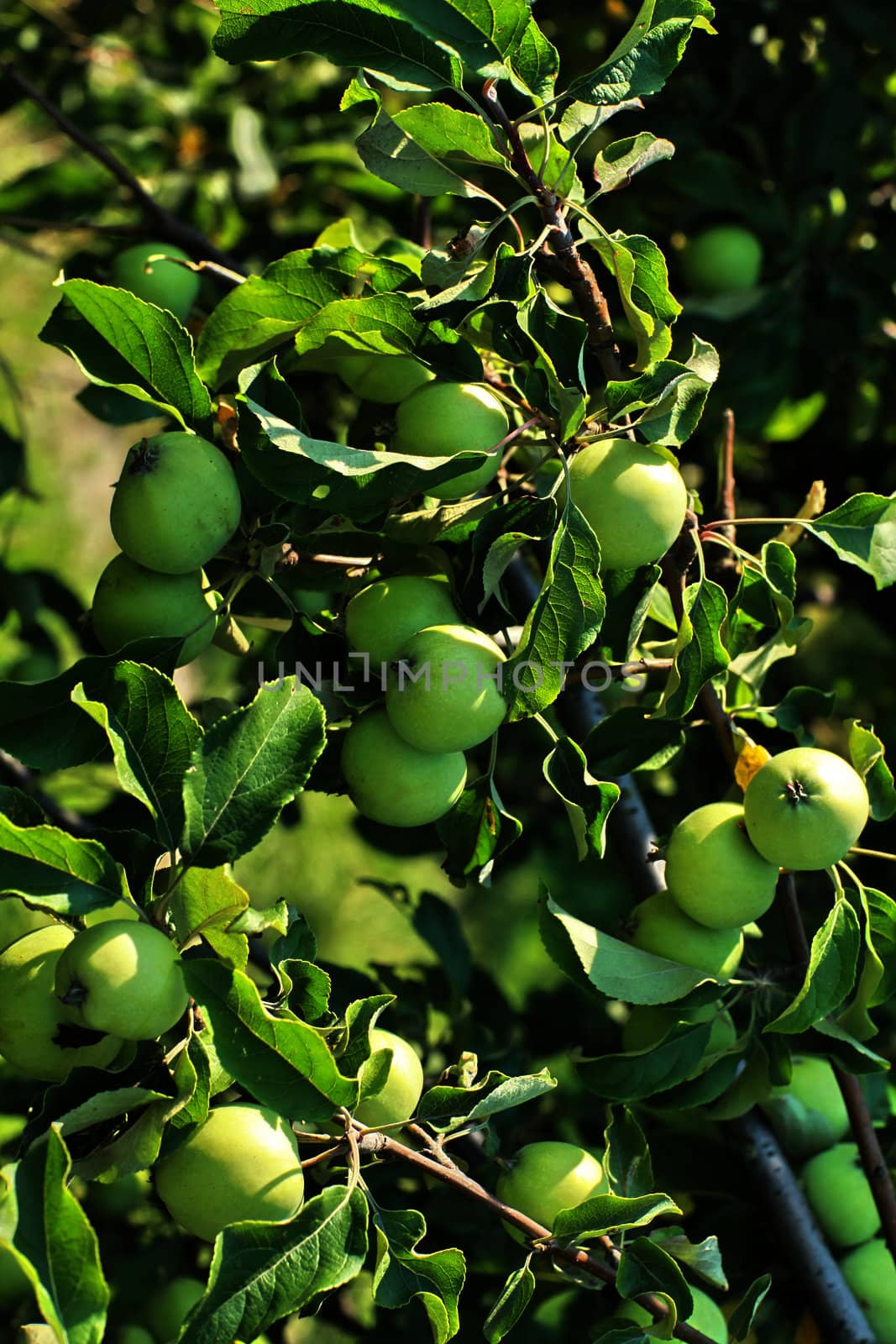 green apples on the tree