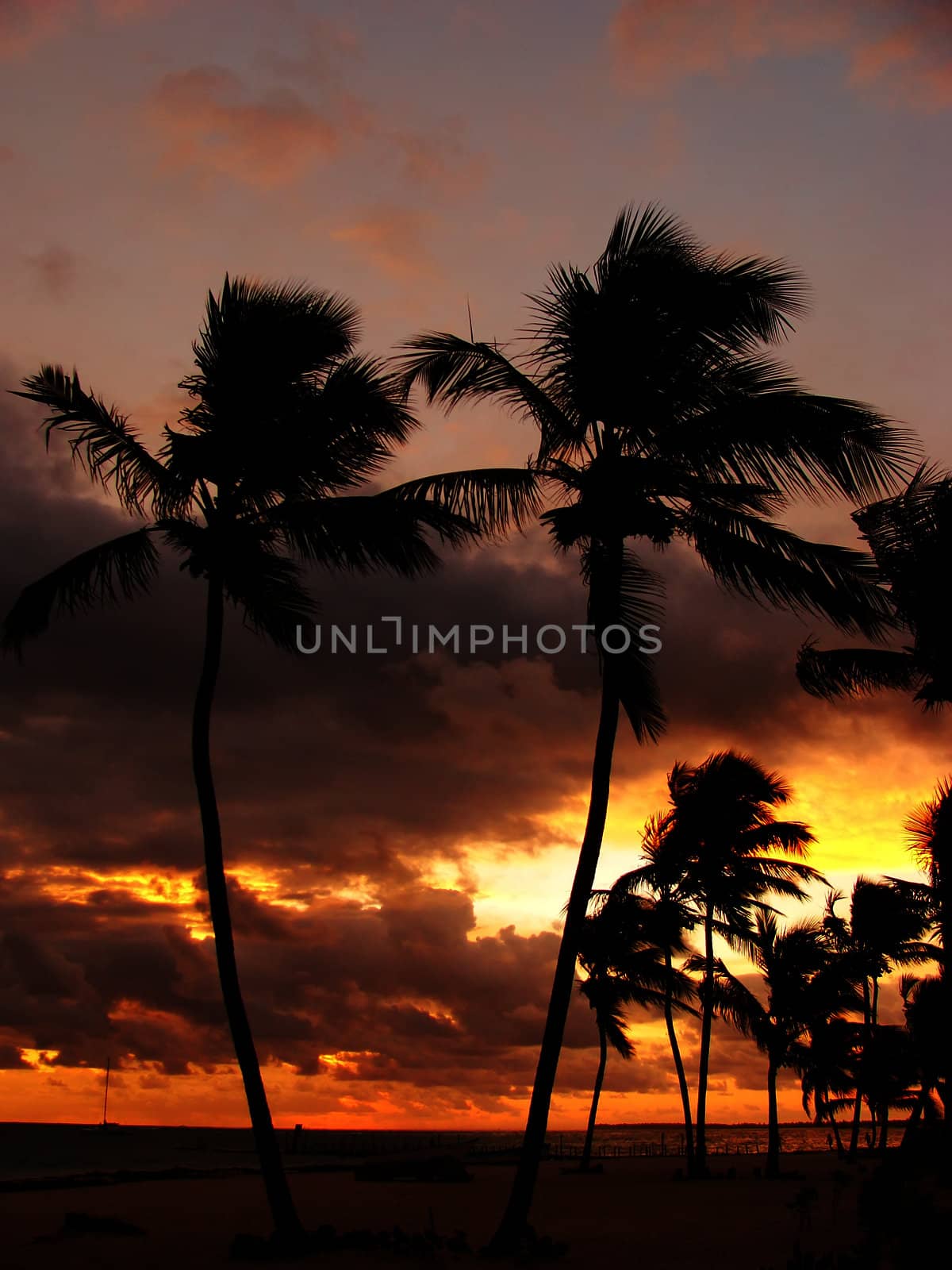 Silhouettes of palm trees on a tropical beach at sunrise by donya_nedomam