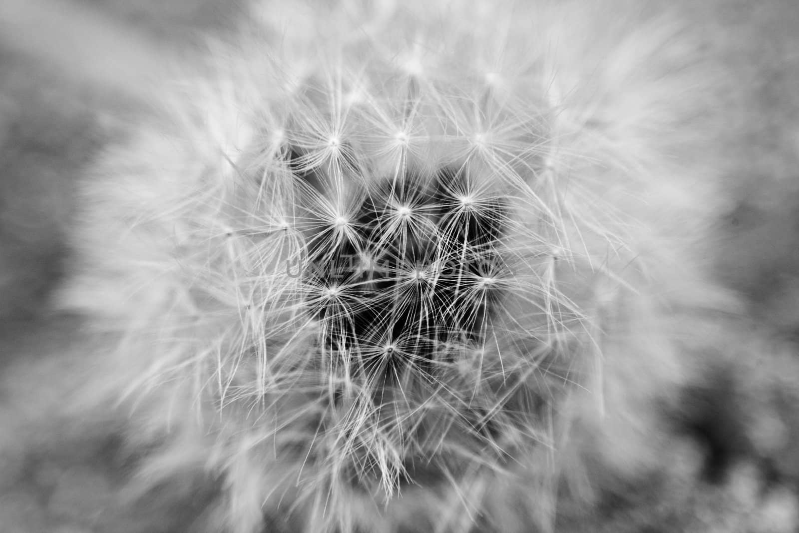 Dandelion Macro picture in black and white