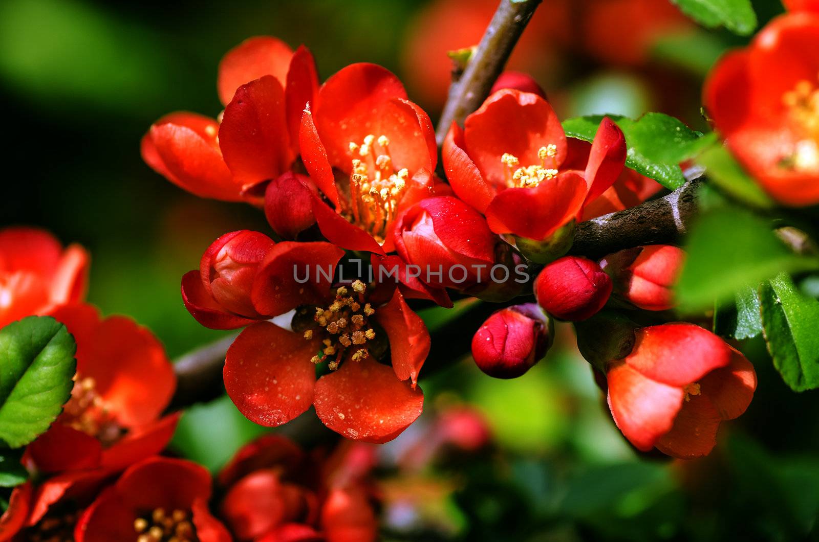 Japanese Quince tree by Vectorex