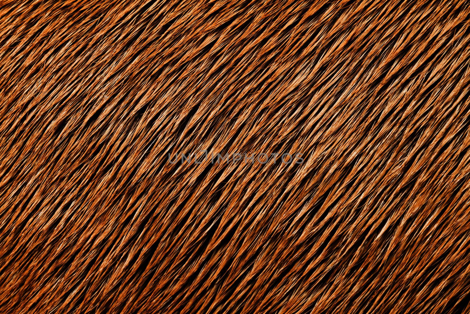 Animal Hair Texture