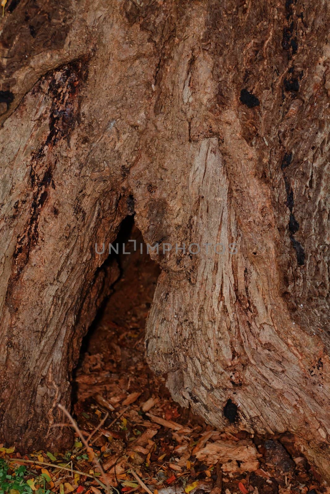 Tree bark, dry parts of the tree