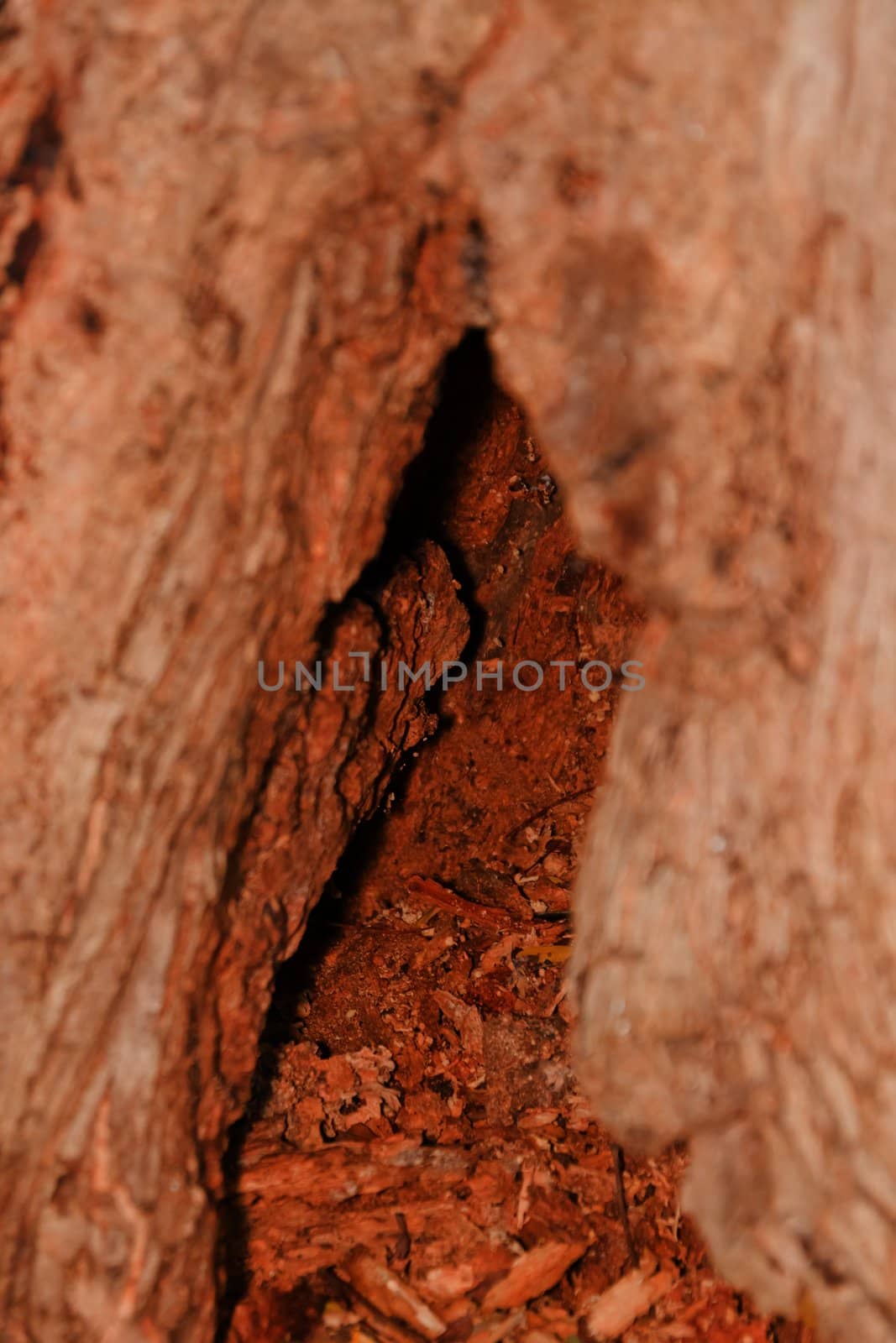 Tree bark, dry parts of the tree