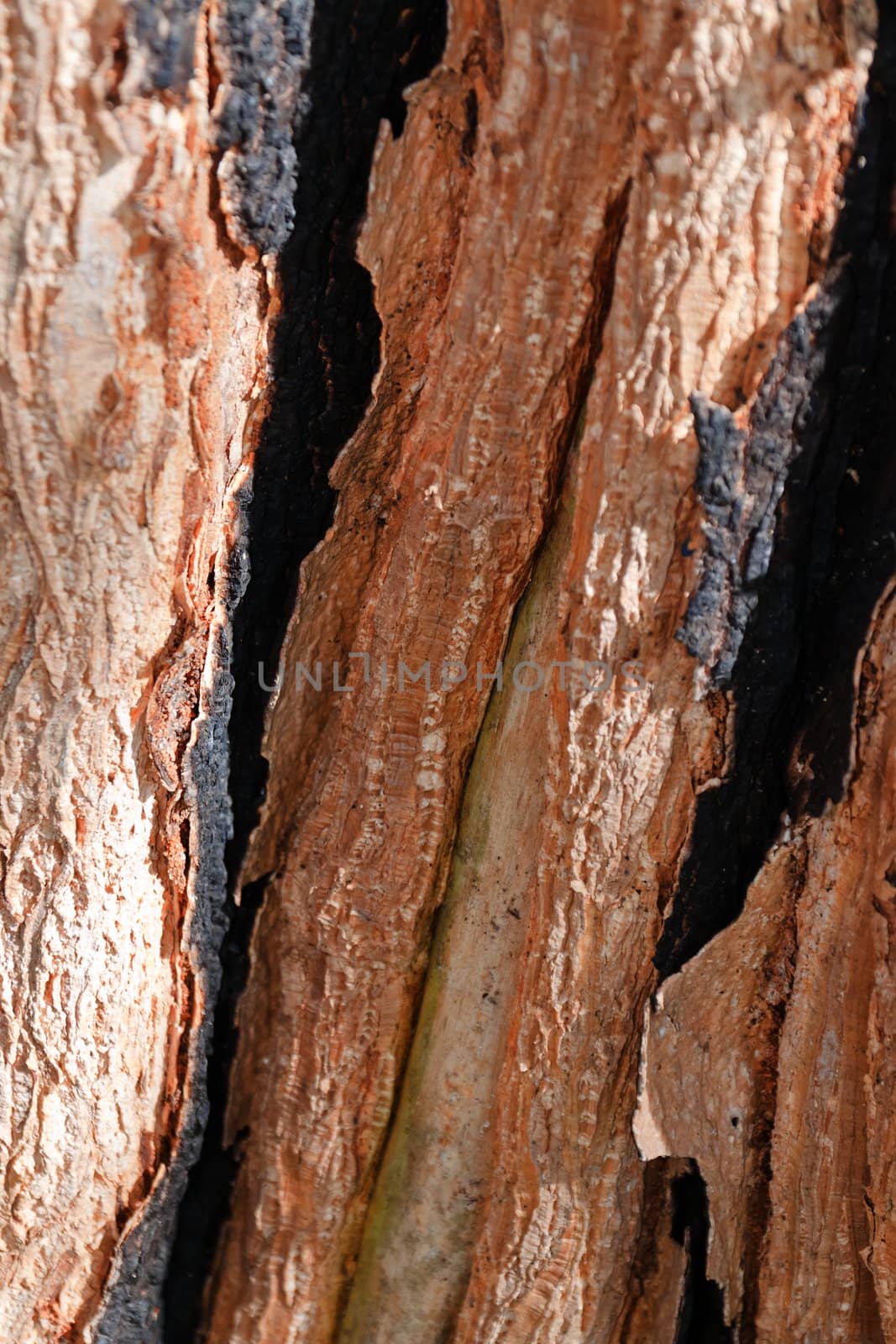 Tree bark, dry parts of the tree by nikky1972